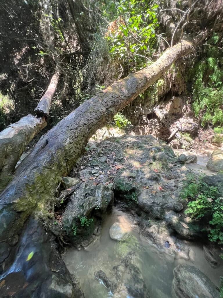 Narrow green canyon leading to Gizlikent Waterfall