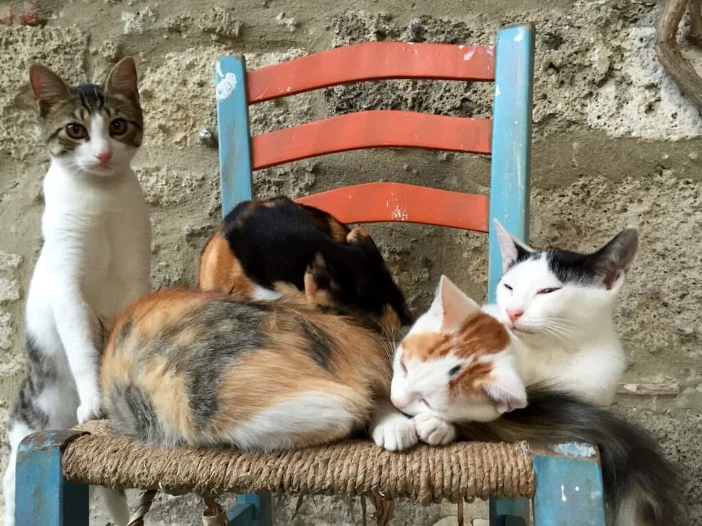 A street cat resting outside a café in Fethiye