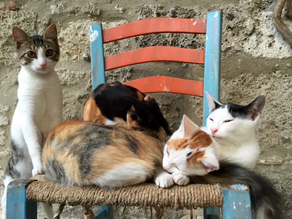 Local street cat culture in Fethiye